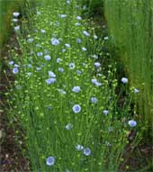 Flax Plant