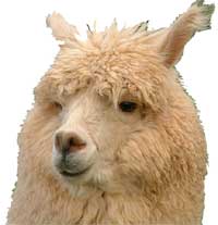 Alpaca